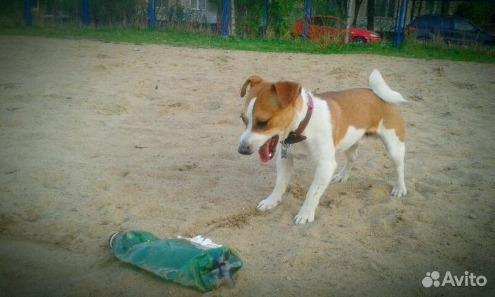 Джек Рассел терьер вязка