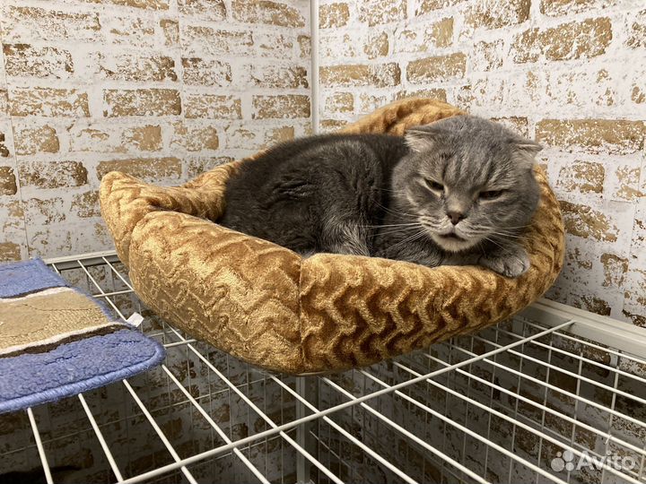 Котейка в семью
