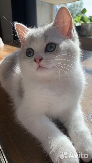 Шотланский котенок