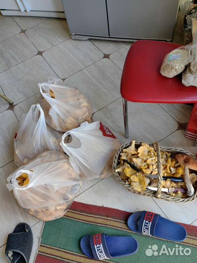 Грибы лисички