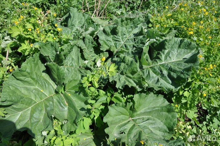 Кипрей. Крапива. Чистотел. Пижма. Лопух от 1 кг