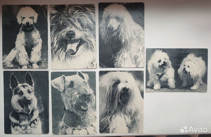 Открытки СССР, Чехословакия, Германия (животные)