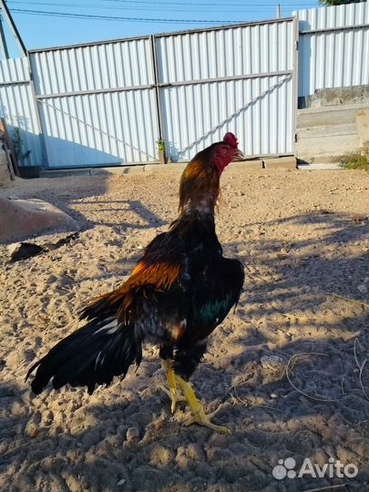 Бойцовая птица