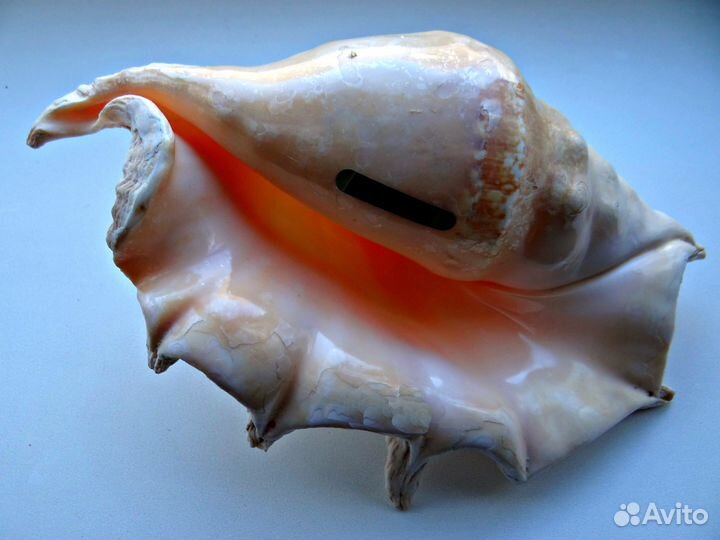 Морская ракушка Lambis truncata 26 см