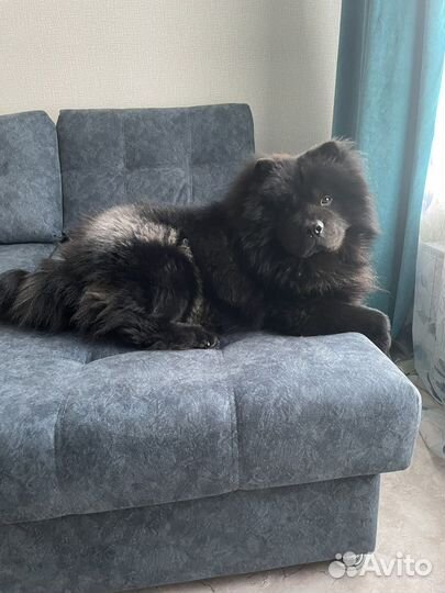 Чау-чау вязка