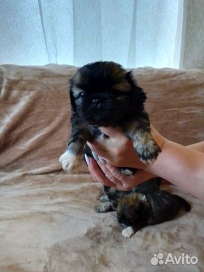 Щенки пекинеса