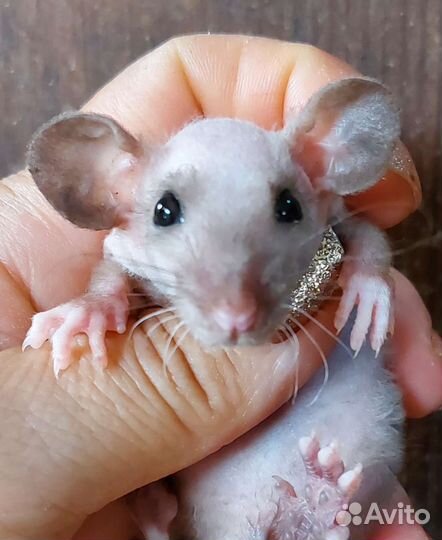 Крысята дамбо