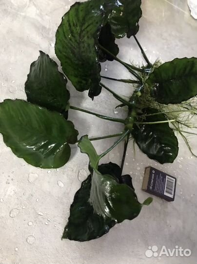 Анубиас крупнолистный