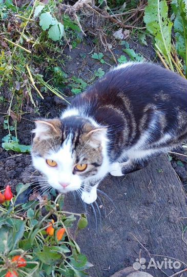 Янтарные глаза Азалии сведут с ума любого