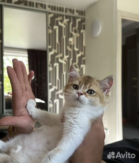 Шотландские котенок