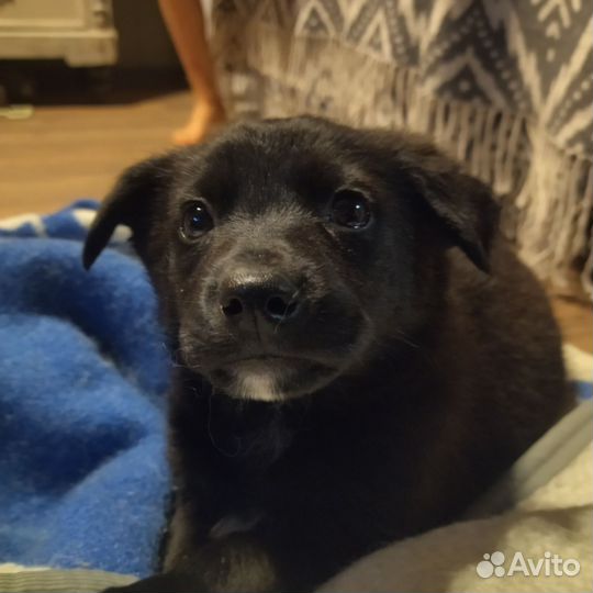 Щенок в добрые руки