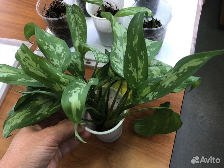 Аглаонема грин леди