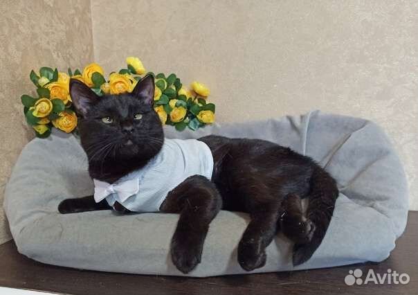 Котик инвалид Семушка в добрые руки