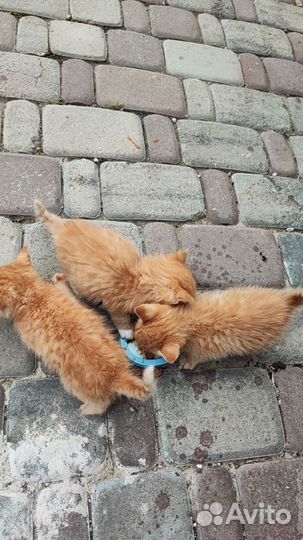 Отдаются котята бесплатно