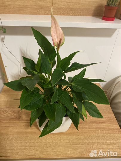 Антуриум Лили