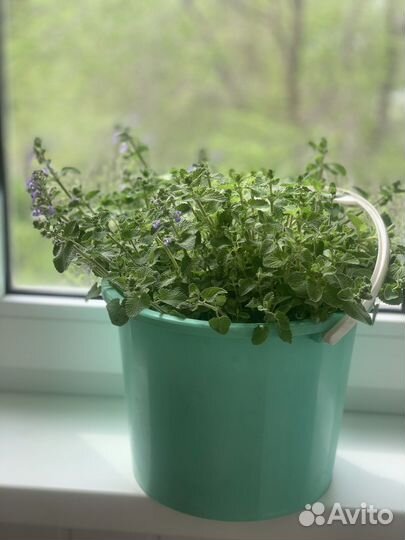 Котовник и лаванда