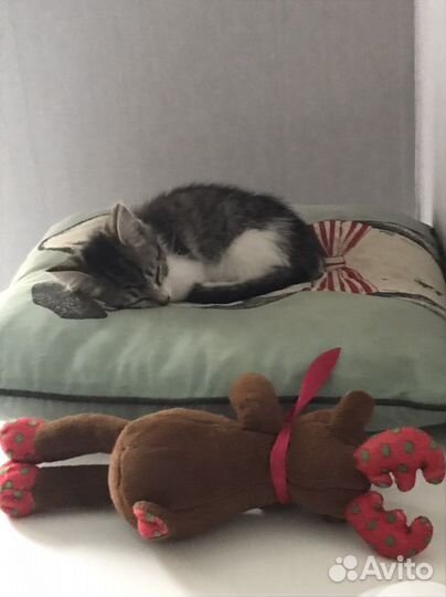 Котик мальчик, в добрые руки