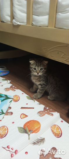 Котенок шотландский