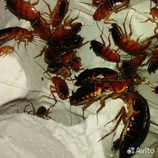 Кормовые насекомые