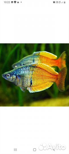 Аквариумные рыбки своего разведения