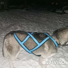Ездовые шлейки для собак купить с доставкой по России