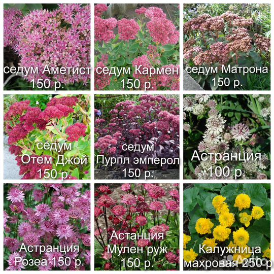 1 многолетние цветы