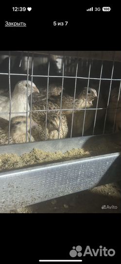 Техасский перепел