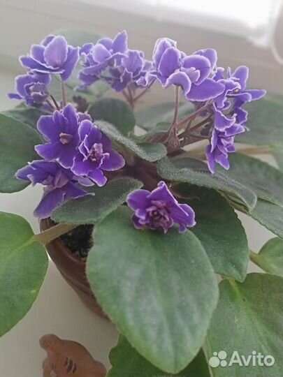 Фиалки. Лист на срез