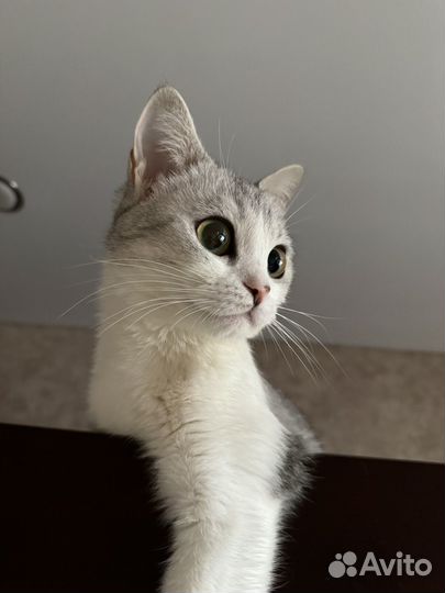 Кошка