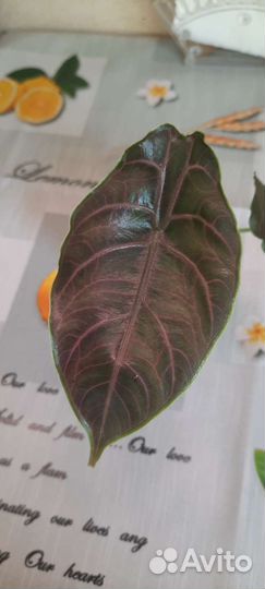 Алоказия Азлани