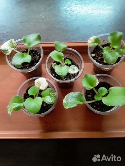 Детки сортовых фиалок