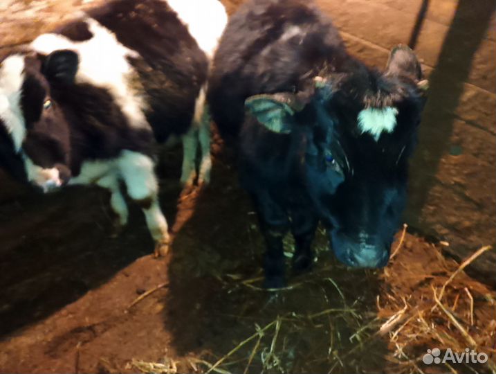Бычки на откорм
