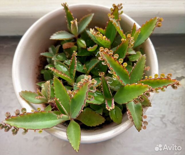 Ростки каланхоэ (продаю без горшка)