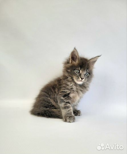 Котята мейн-кун