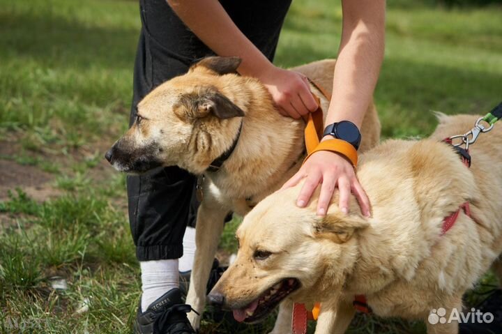 Малыш Пич в приюте