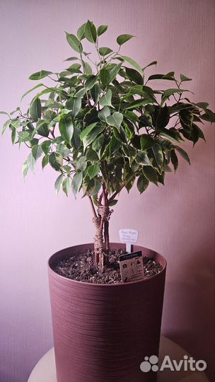 Фикус Бенджамина Кинки