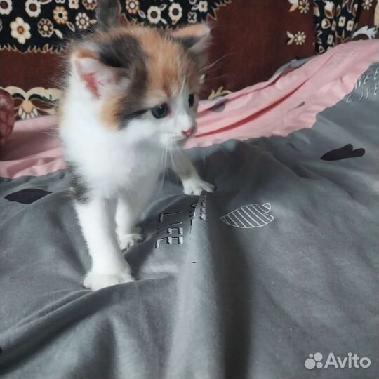 Кошка