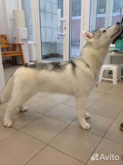 Стрижка собак и кошек. Выезд на дом