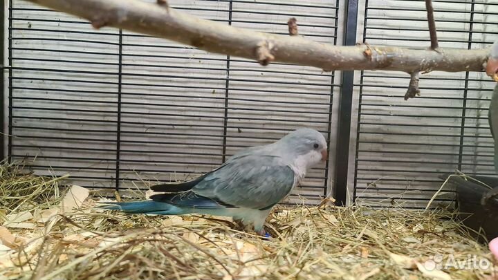 Калита манах Голубое серебро выкормыши