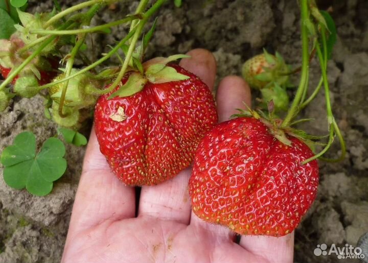 Рассада клубники ремонтантная и др сорта