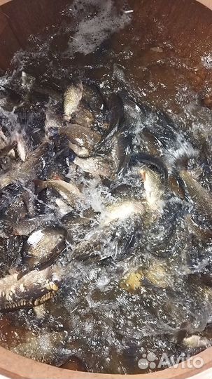 Рыба малек карп,щука,белый амур,толстолоб, карась