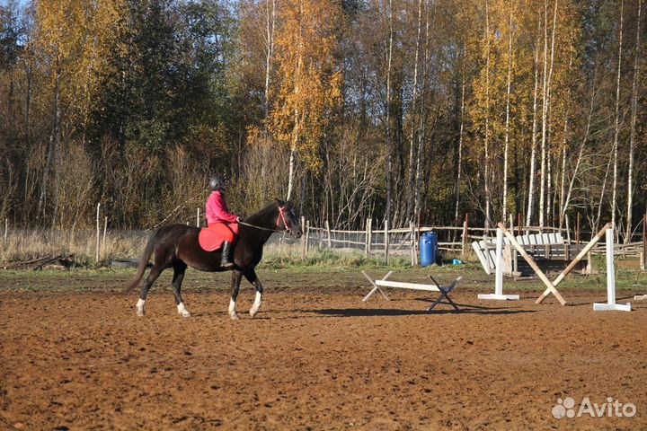 Идеальная лошадь для души и занятий
