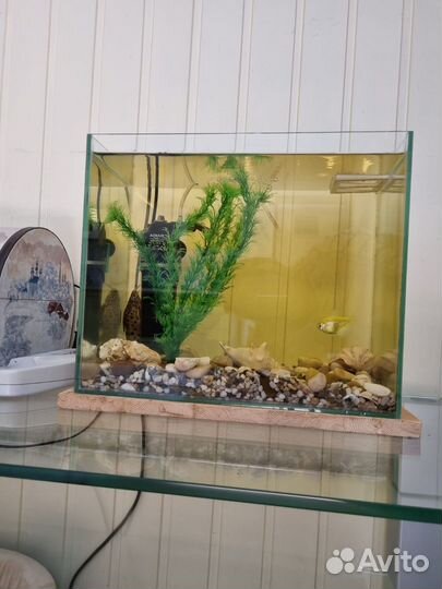 Аквариум с подарком