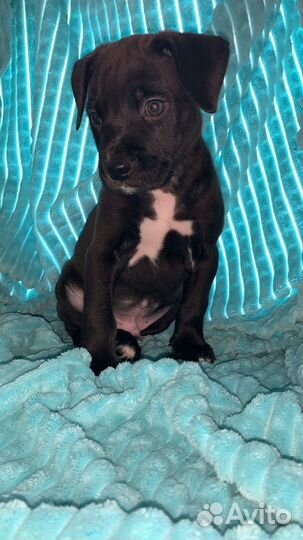 Щенки питбуль