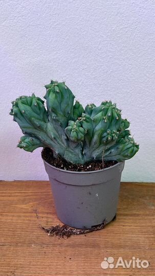 Кактус миртиллокактус геометрический кристатный