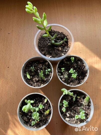 Очиток буррито