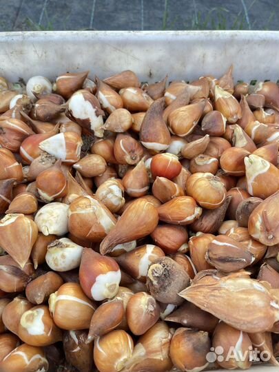 Луковицы тюльпанов