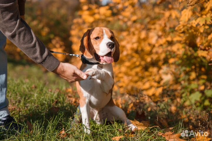 Бигль вязка