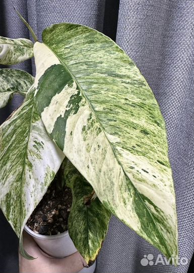 Рафидофора foraminifera marble variegated