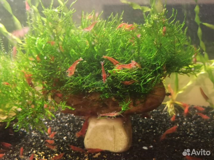 Аквариумные креветки